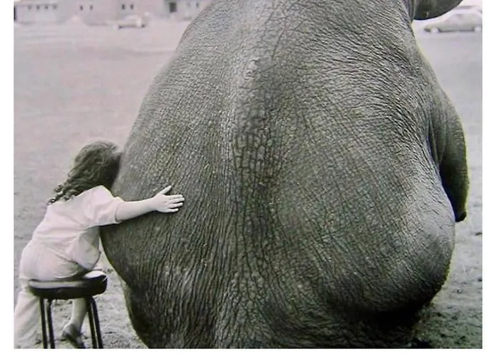 Elefante Daire Pescara